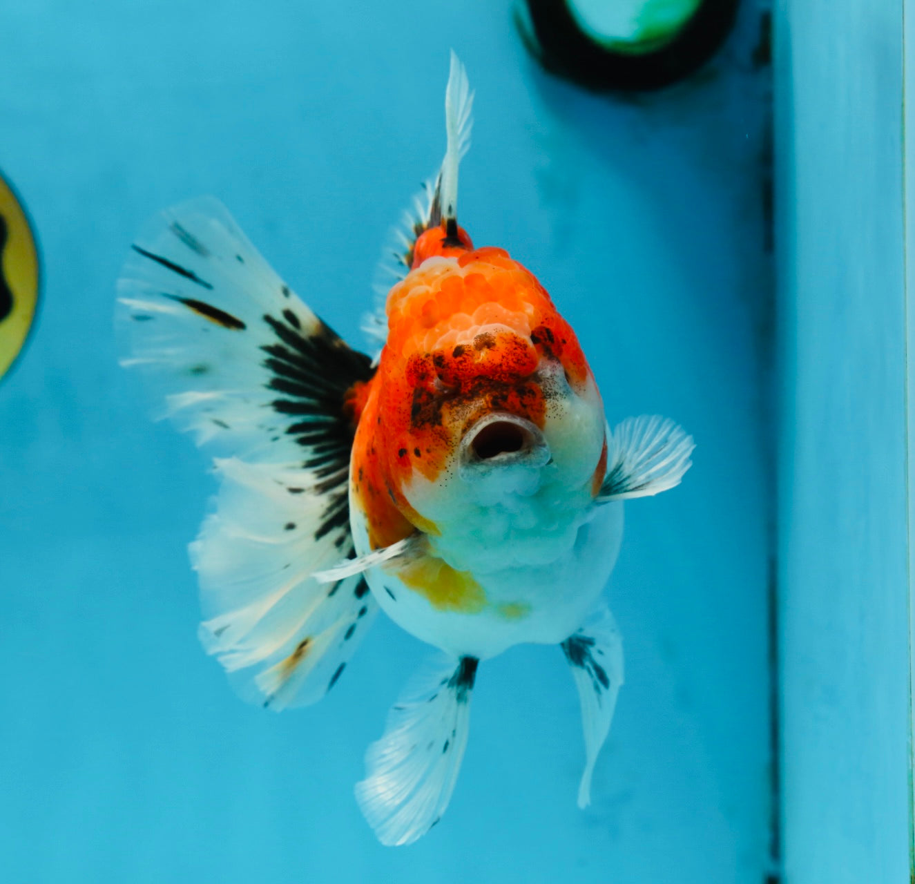 A Grade Sakura Oranda Female 6 inches #060625OR_29