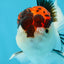 A Grade Tricolor Oranda Male 5 inches #060625OR_21