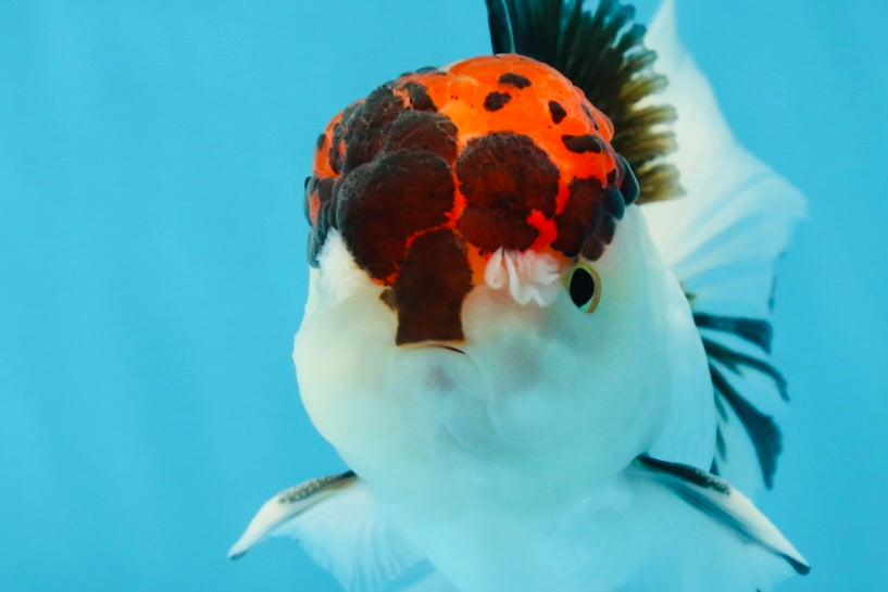 A Grade Tricolor Oranda Male 5 inches #060625OR_21
