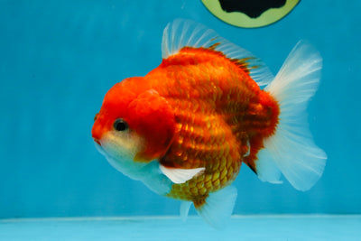 A Grade Red Sakura Yuanbao Male 4.5 inches #103125YB_30