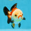 Tricolor Yuanbao Female 4 inches #111425YB_01