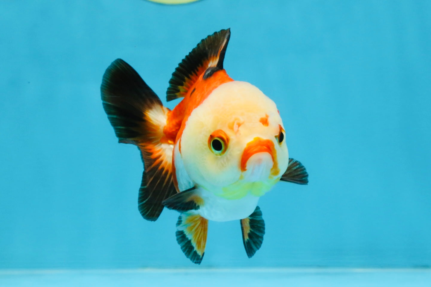 Tricolor Yuanbao Female 4 inches #111425YB_01