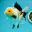 AAA Grade Lemonhead Panda Button Eyes Oranda Male 5.5 inches #112224OR_11