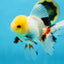 A Grade FLUFFY TAIL Tricolor Oranda Male 5.5 inches #082925OR_08