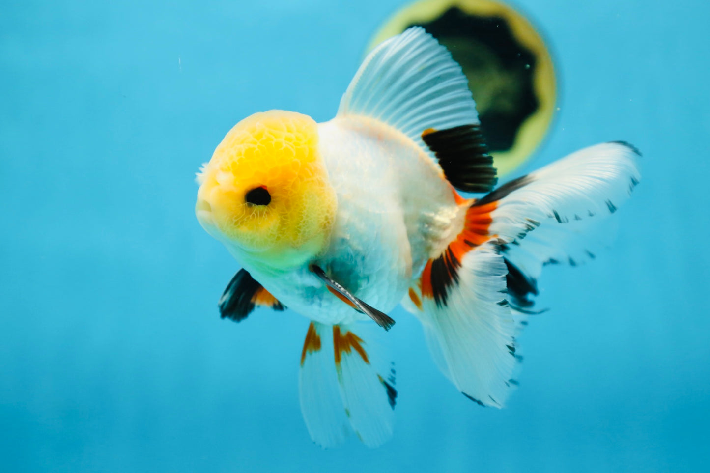 A Grade FLUFFY TAIL Tricolor Oranda Male 5.5 inches #082925OR_08