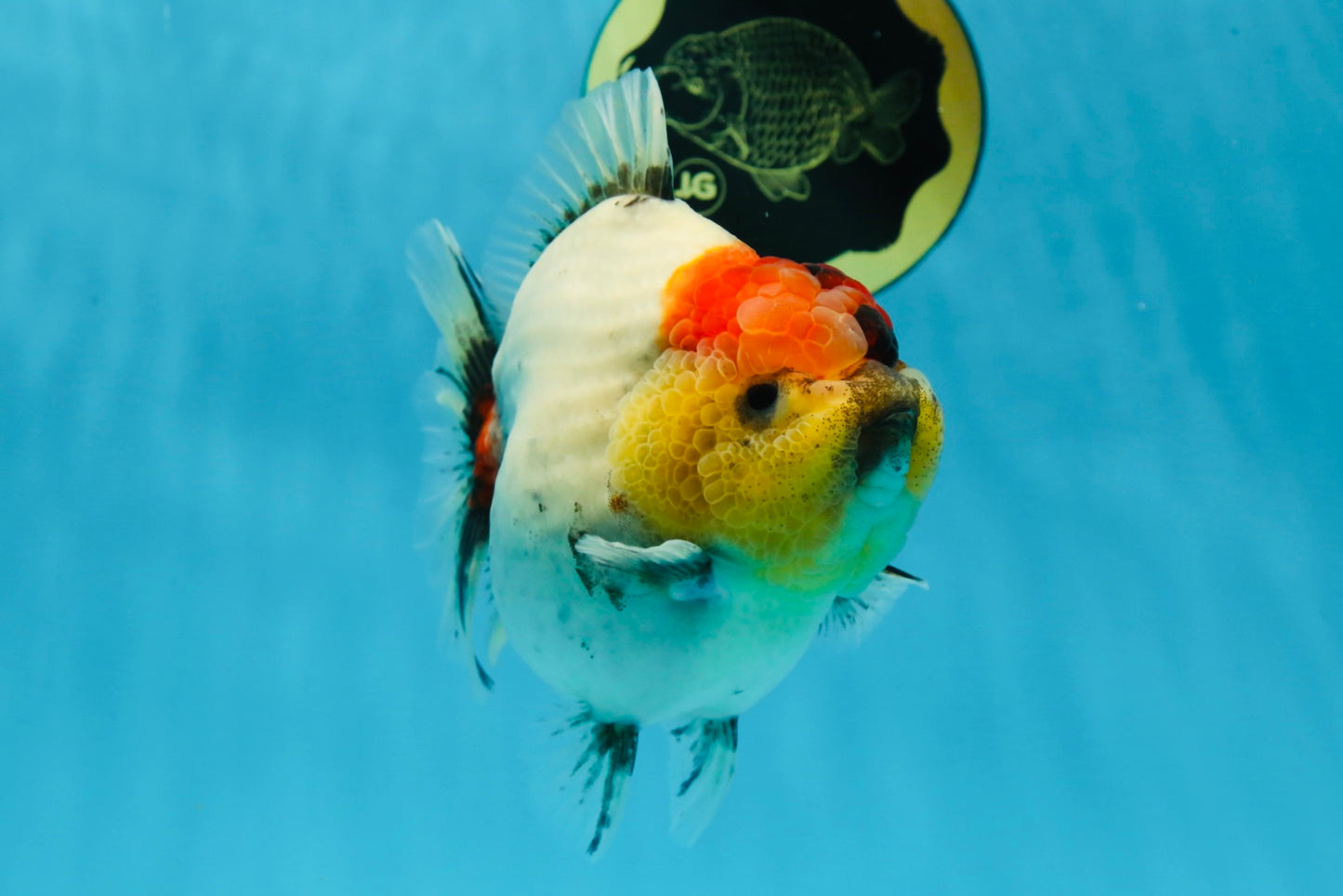 AAA Grade Godzilla Marble Yuanbao Female 5-5.5 inches #053025YB_01