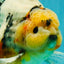 AAA Grade Sanke Marble Oranda Male 6.5 inches #062626OR_03