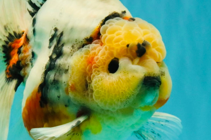 AAA Grade Sanke Marble Oranda Male 6.5 inches #062626OR_03