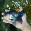 A Grade Panda Oranda Male 5-5.5 inches #050925OR_41