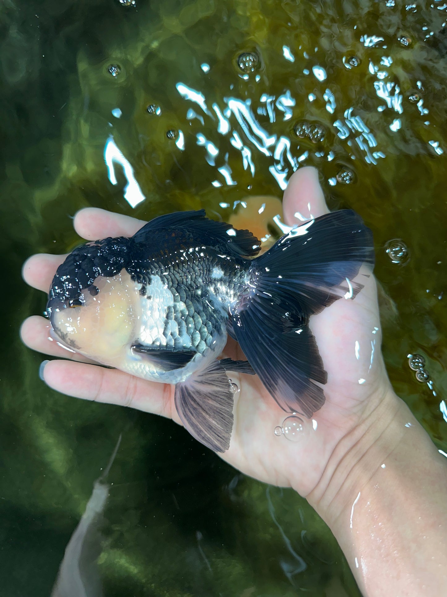 A Grade Panda Oranda Male 5-5.5 inches #050925OR_41