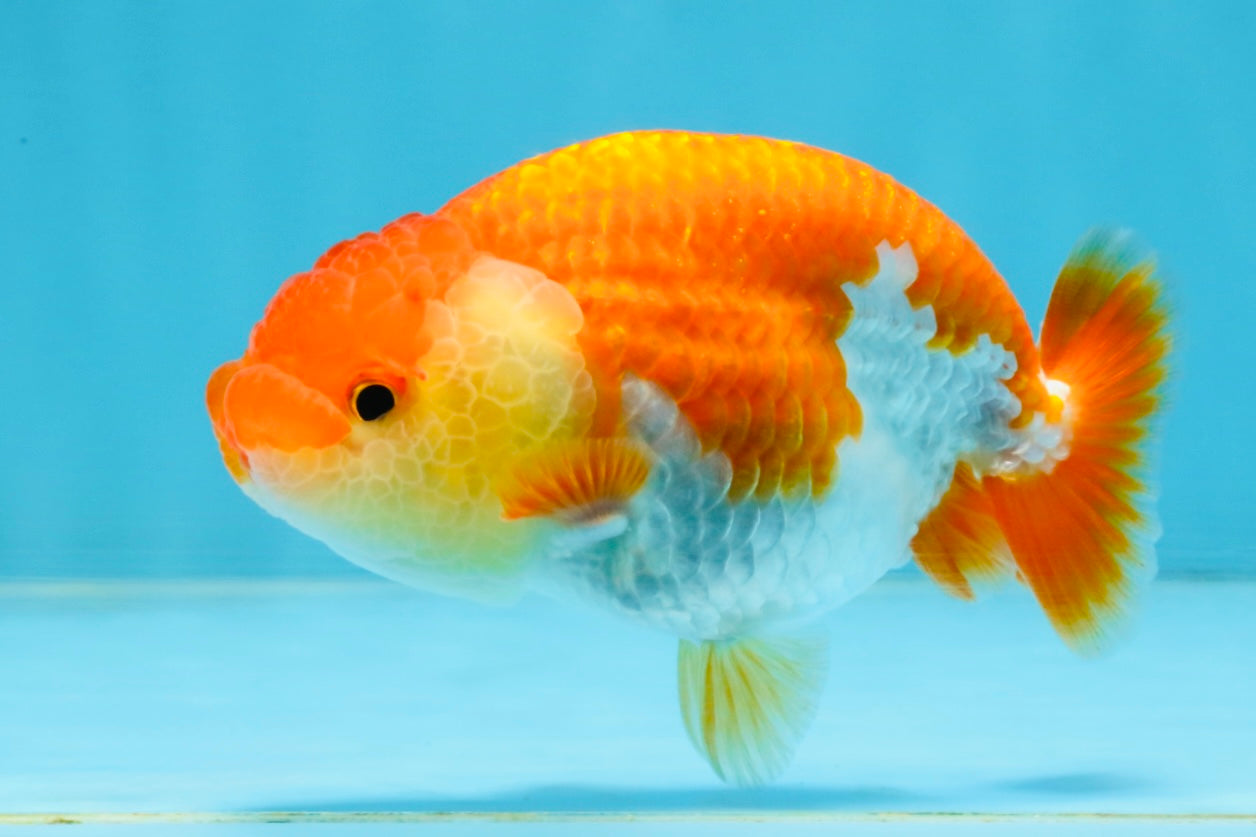 A Grade Red White LionQueen 4 inches #112125LC_06