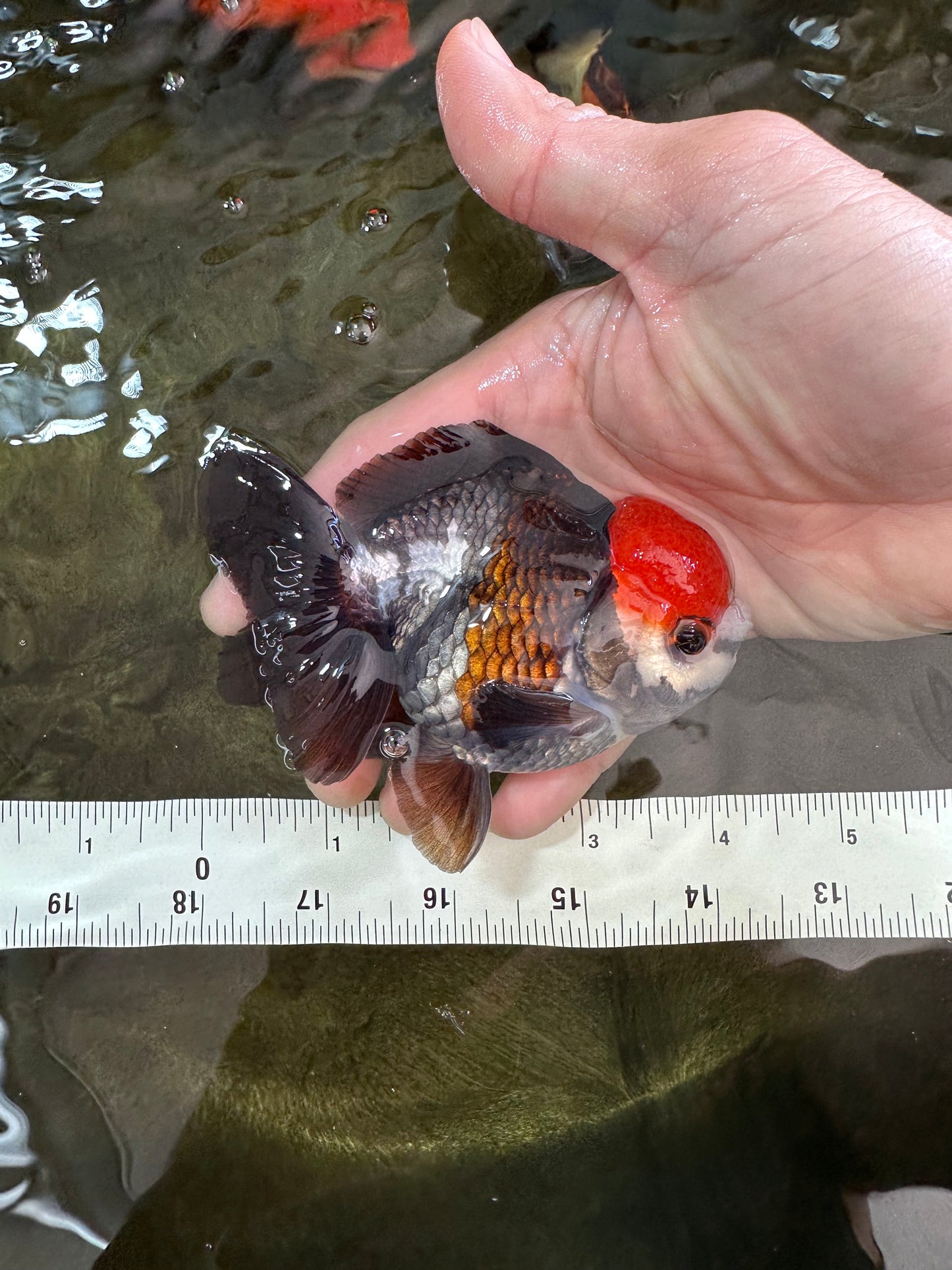 A Grade Pompom Tricolor Yuanbao Male 4 inches #052325YB_26