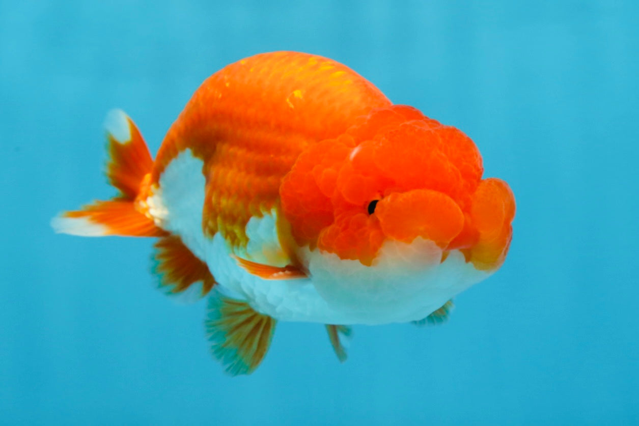 Red White Lionchu Male 4.5-5 inches #070425LC_11