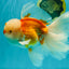 MASHMALLOW A Grade Red White Oranda Male 8 inches #090426OR_15