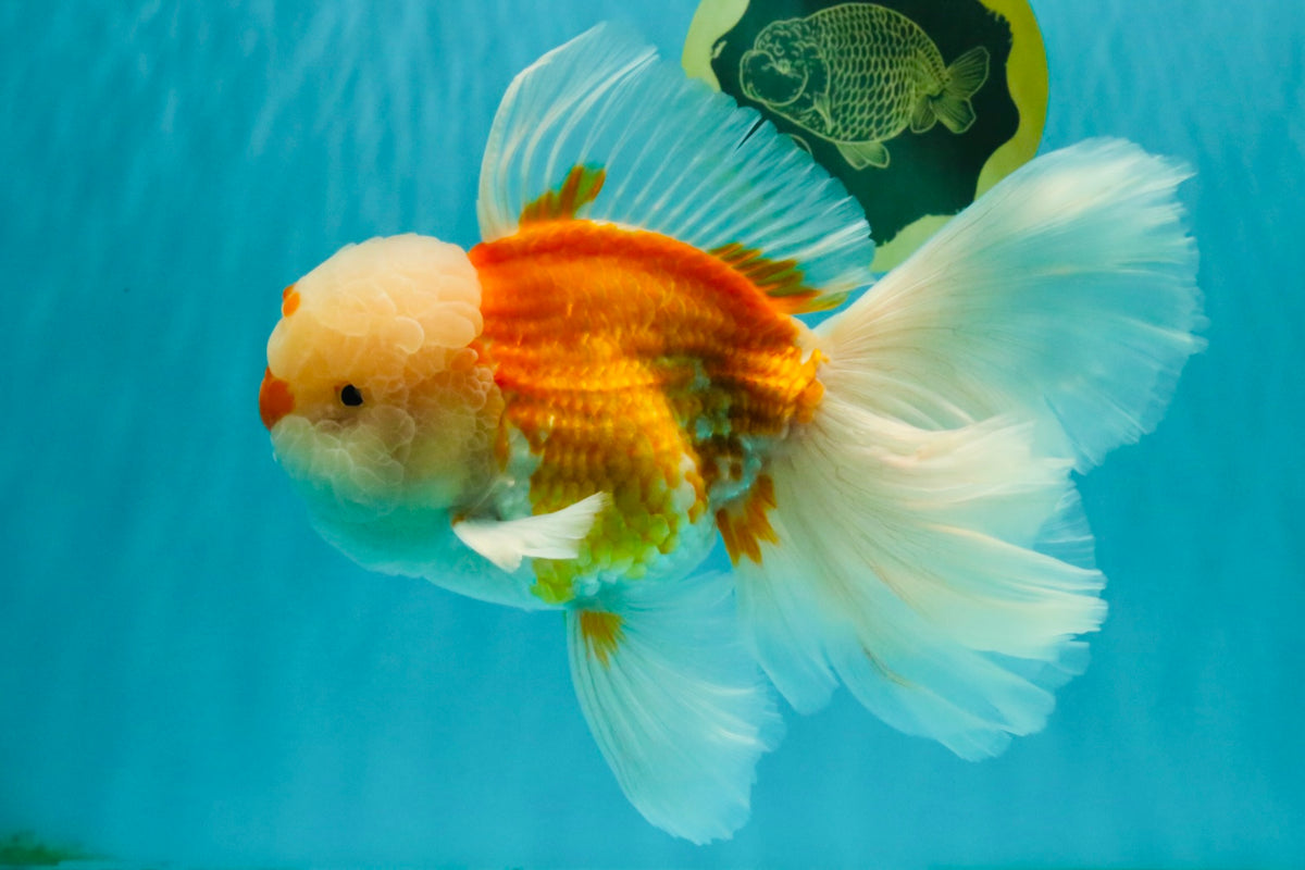 MASHMALLOW A Grade Red White Oranda Male 8 inches #090426OR_15