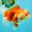 AAA Grade Red White Oranda Female 6-6.5 inches #032026OR_07