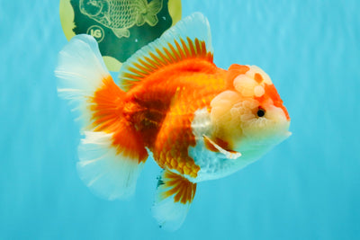 AAA Grade Red White Oranda Female 6-6.5 inches #032026OR_07