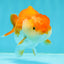 👶Baby Dolphin Red White Lionchu Male 3.5-4 inches #0209LC_29