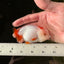 🐣 Super Cute Baby Red White Lionchu Female 3.5 inches #0223LC_08
