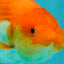 Red White Lionchu Female 4.5 inches #081426LC_14