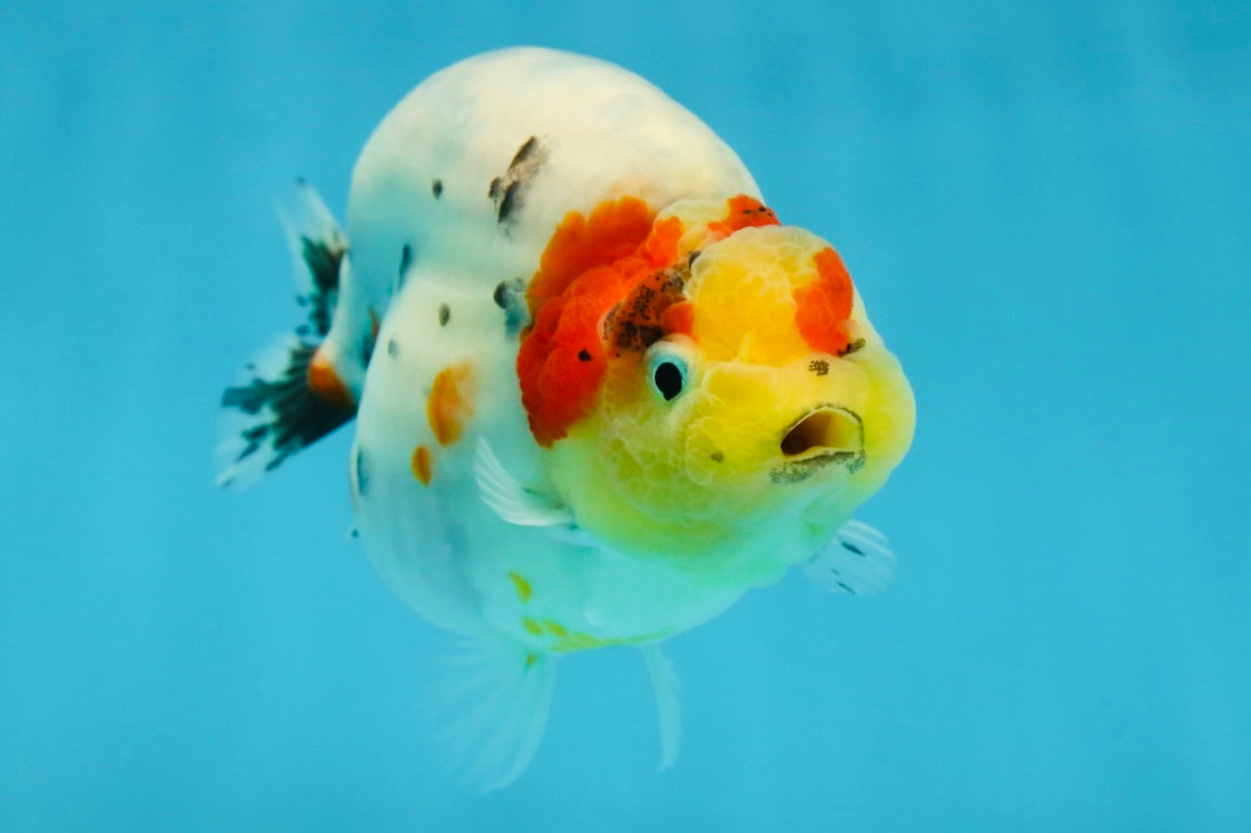 A Grade Cow Tricolor LionQueen 4 inches #050925LC_08