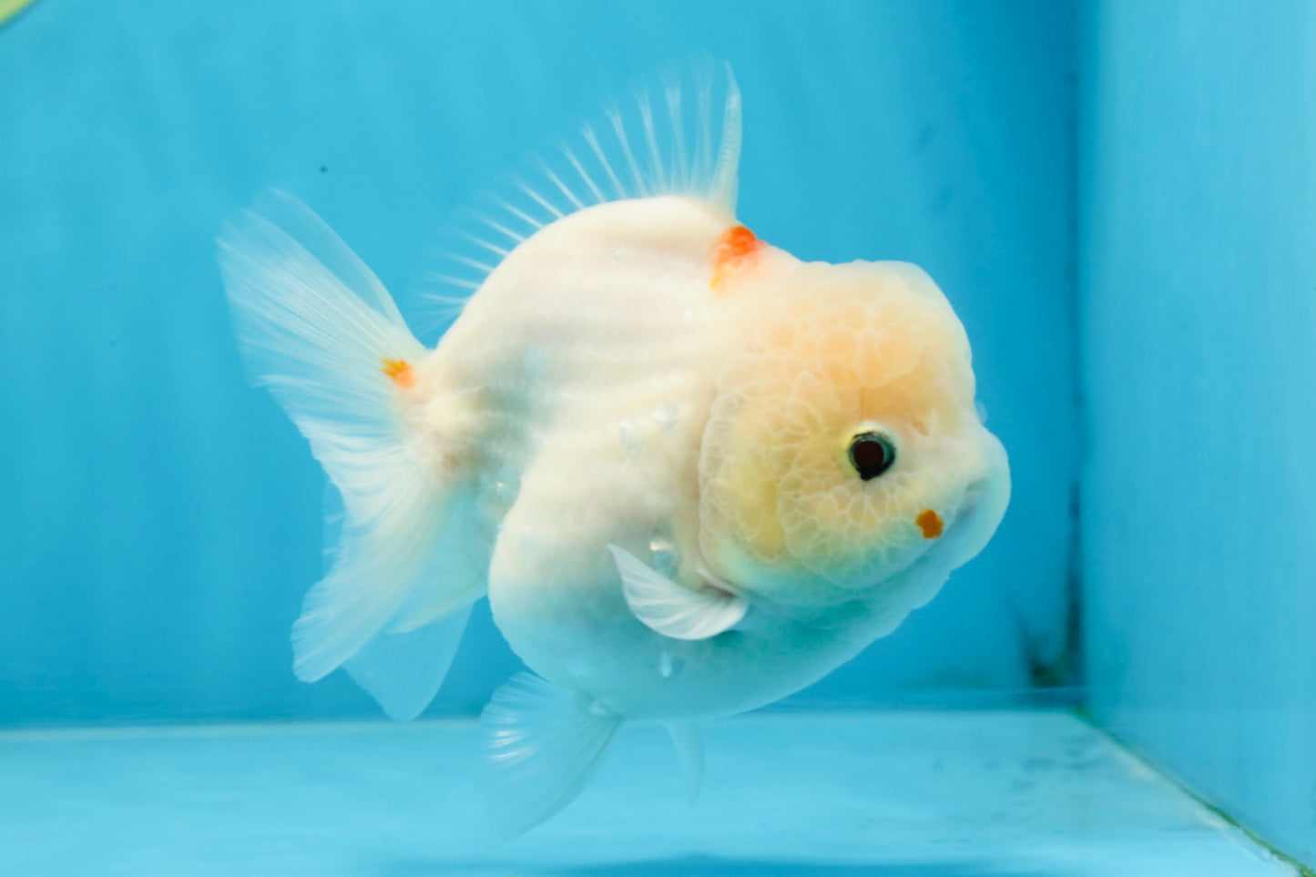 ADORABLE White Sakura Yuanbao Female 4.5 inches #101725YB_30