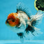 A Grade Calico Kirin Oranda Male 6-6.5 inches #121925OR_12