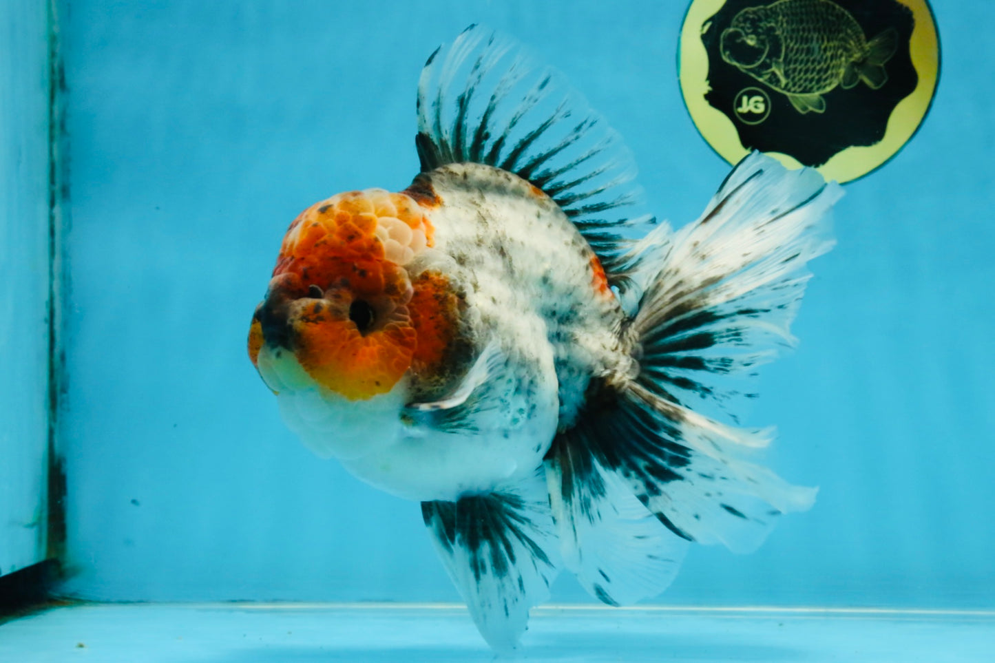 A Grade Calico Kirin Oranda Male 6-6.5 inches #121925OR_12