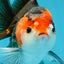 A Grade Nugget Tricolor Button Eyes Oranda Male 4.5 inches #010325OR_17