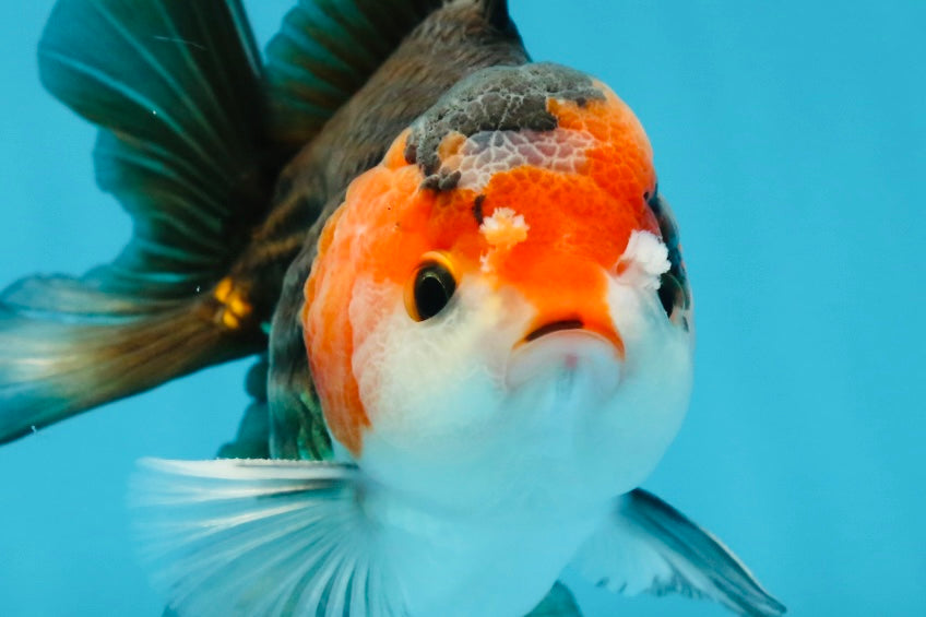 A Grade Nugget Tricolor Button Eyes Oranda Male 4.5 inches #010325OR_17