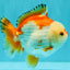 AAA Grade Red White Yuanbao Male 4.5-5 inches #082126YB_26