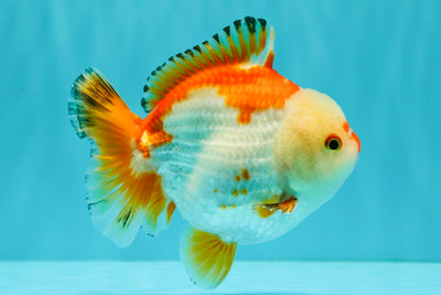 AAA Grade Red White Yuanbao Male 4.5-5 inches #082126YB_26