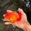 A Grade Red White Oranda Male 5.5 inches #061926OR_20