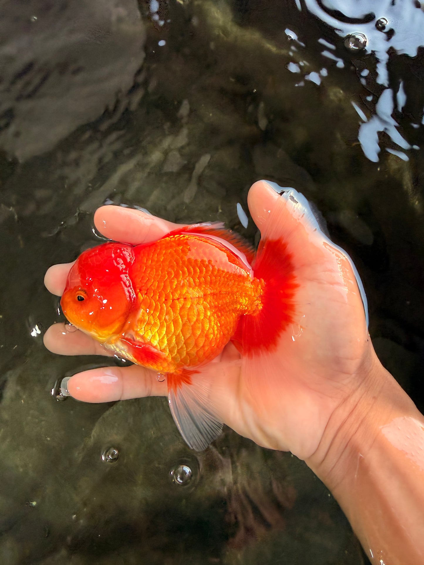 A Grade Red White Oranda Male 5.5 inches #061926OR_20