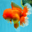 TOMATO AAA Grade Red White Oranda Male 6.5 inches #022026OR_05