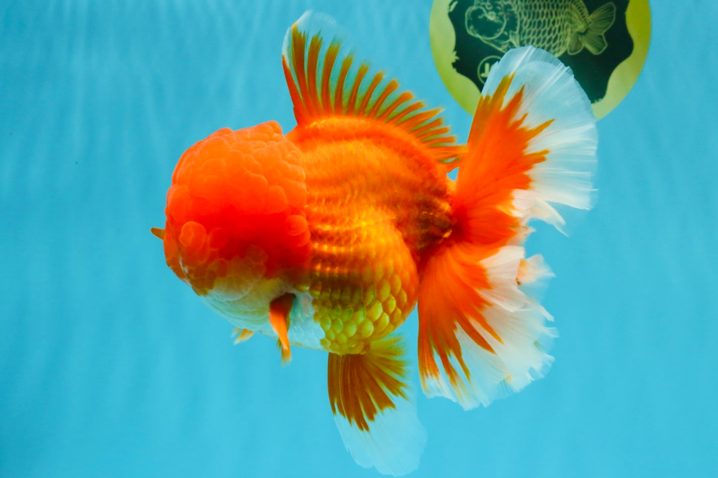 TOMATO AAA Grade Red White Oranda Male 6.5 inches #022026OR_05