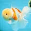 AAA Grade SUNNY Red White Oranda Male 6 inches #082925OR_12