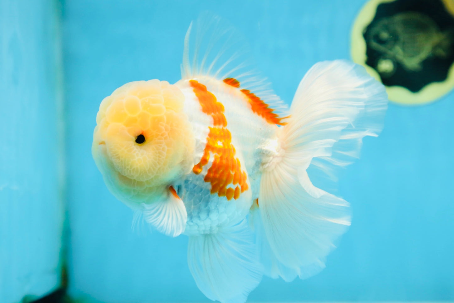 AAA Grade SUNNY Red White Oranda Male 6 inches #082925OR_12