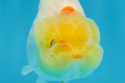 AAA Grade Lemonhead LionQueen 3.5 inches #101725LC_09