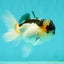 Panda Oranda Male 3.5 inches #1018OR_15