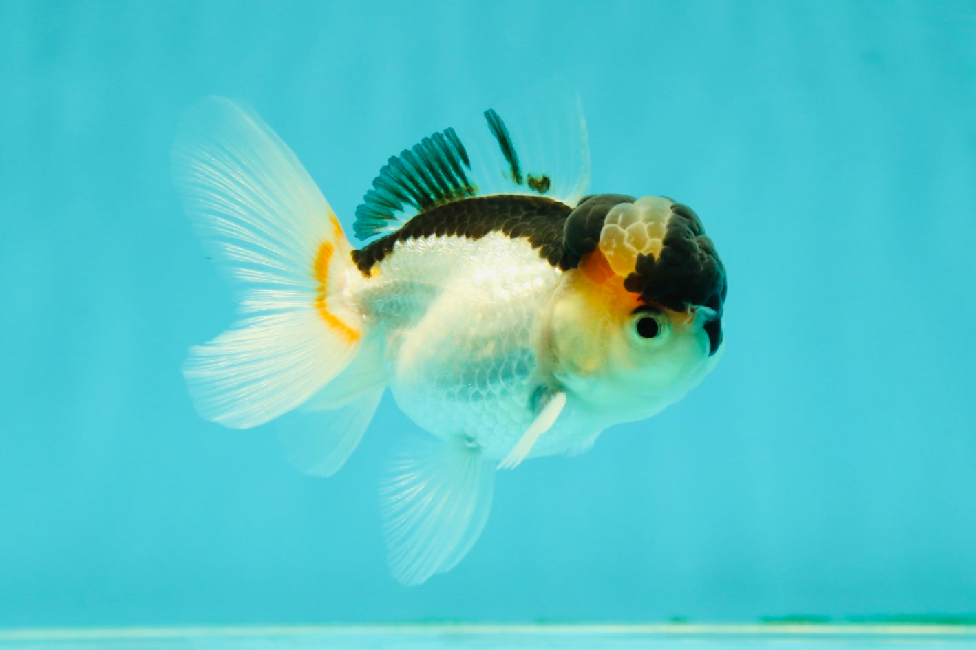 Panda Oranda Male 3.5 inches #1018OR_15