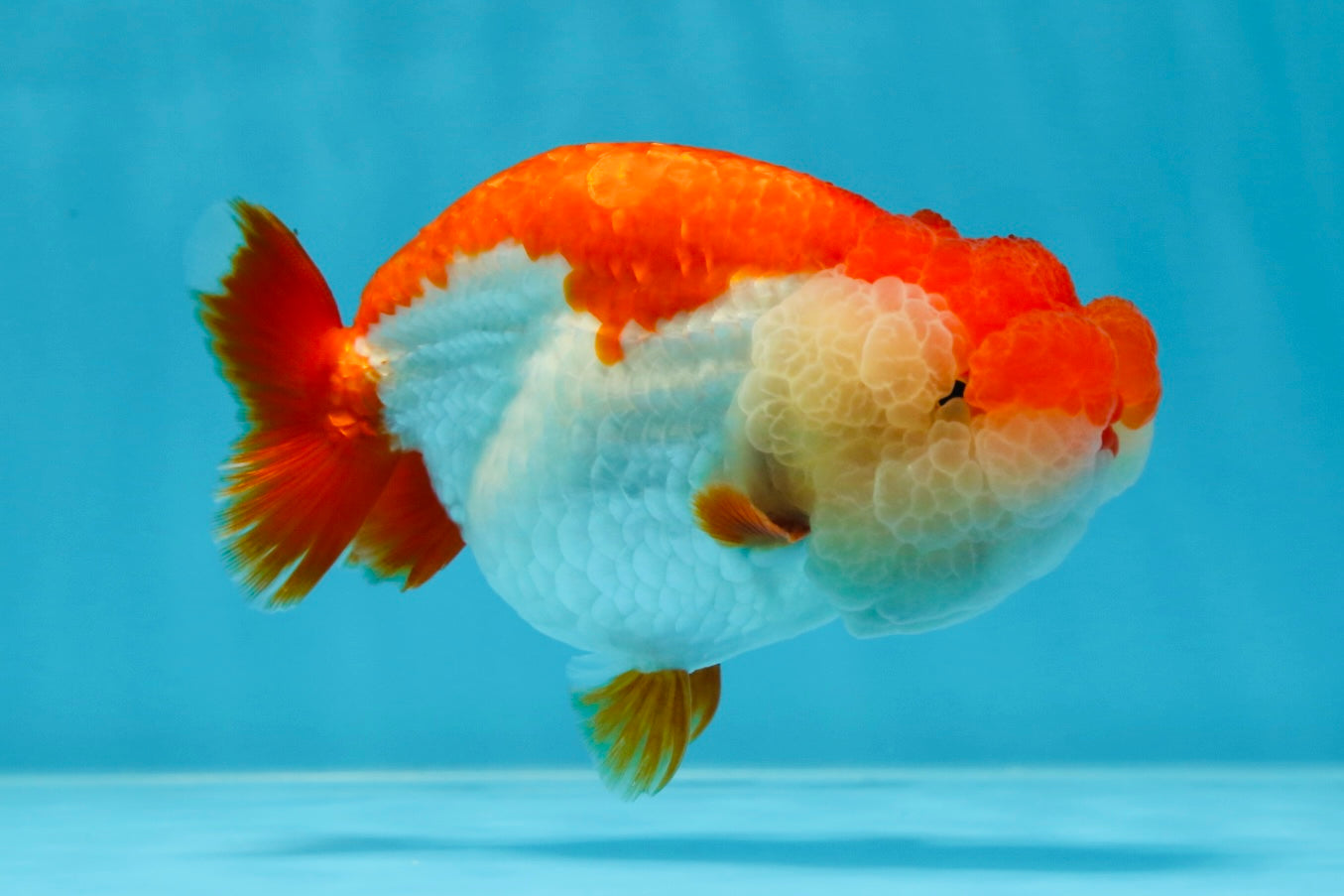 THE BEST AAA Grade Red White LionQueen 4.5 inches #042525LC_15