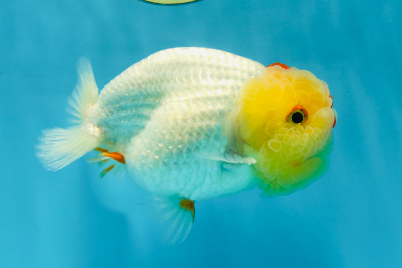 UNIQUE A Grade Red White LionQueen 4.5 inches #050225LC_18