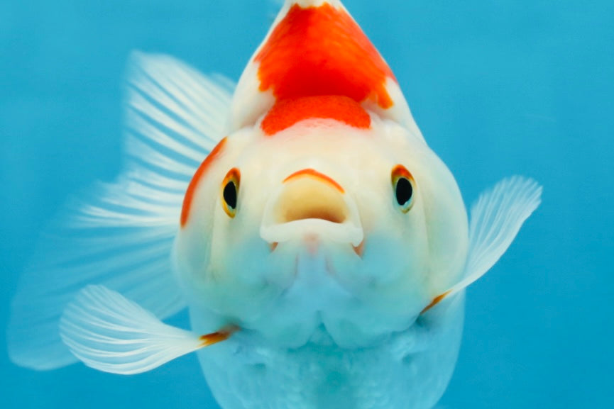 A Grade Kohaku Ryukin Red White Female 5 inches #070425RK_03