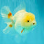 A Grade White Oranda Female 6.5 inches #071726OR_18