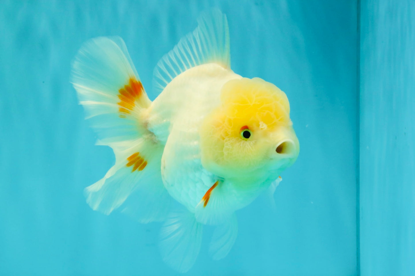 A Grade White Oranda Female 6.5 inches #071726OR_18