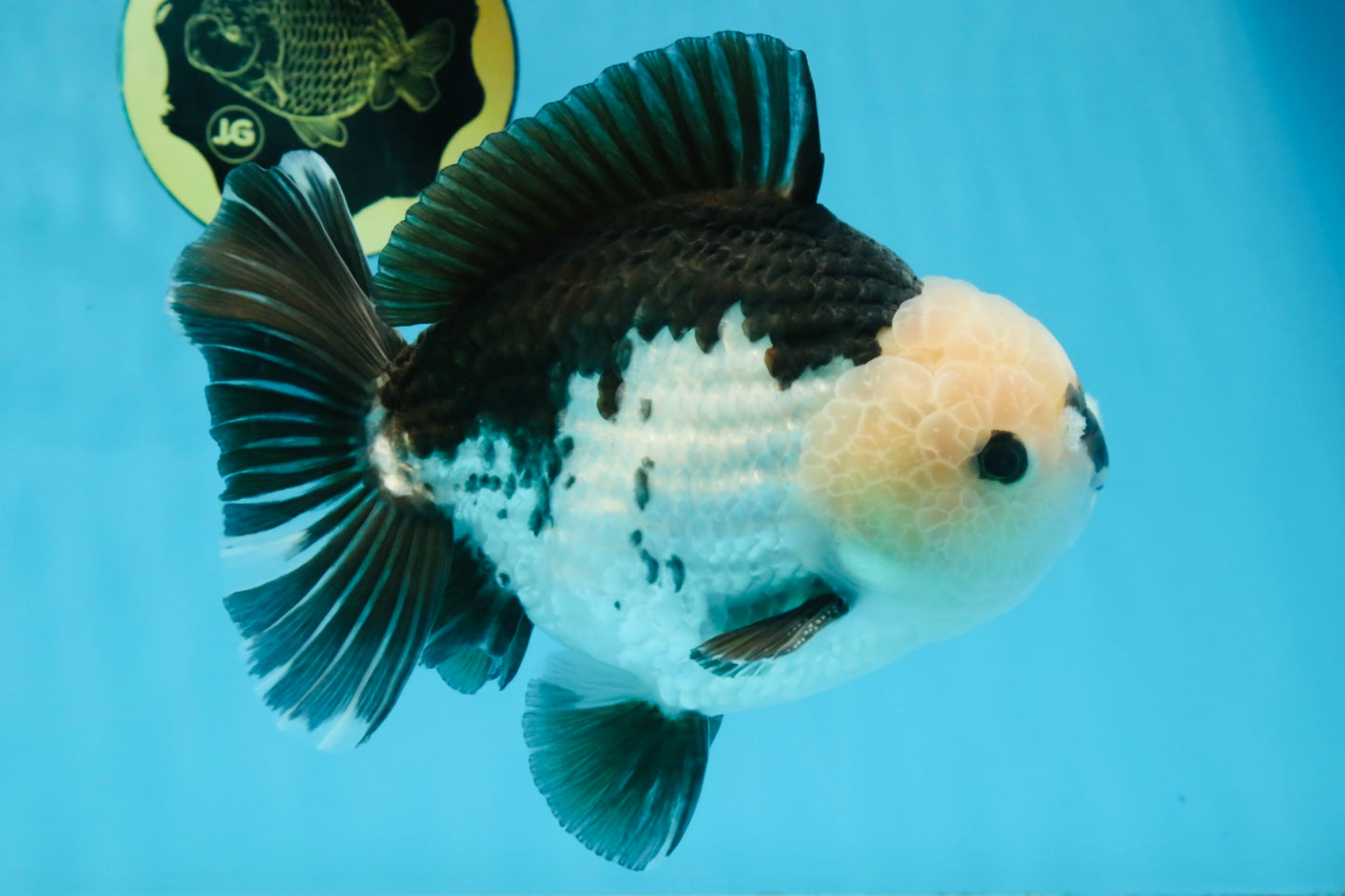 AAA Grade CHONKY Panda Button Eyes Yuanbao Male 6-6.5 inches #100325YB_01