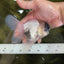 Panda Button Eyes Oranda Male 5 inches #091225OR_21