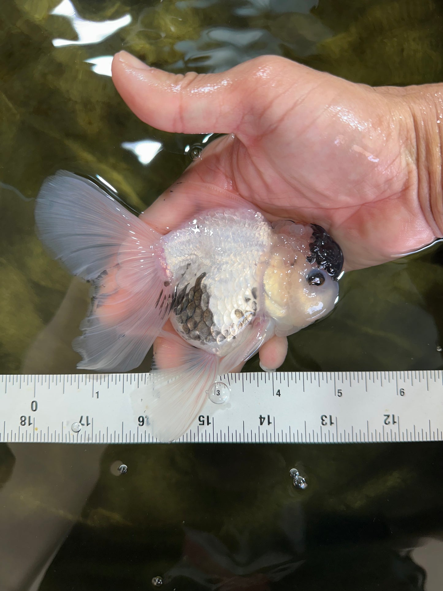 Panda Button Eyes Oranda Male 5 inches #091225OR_21