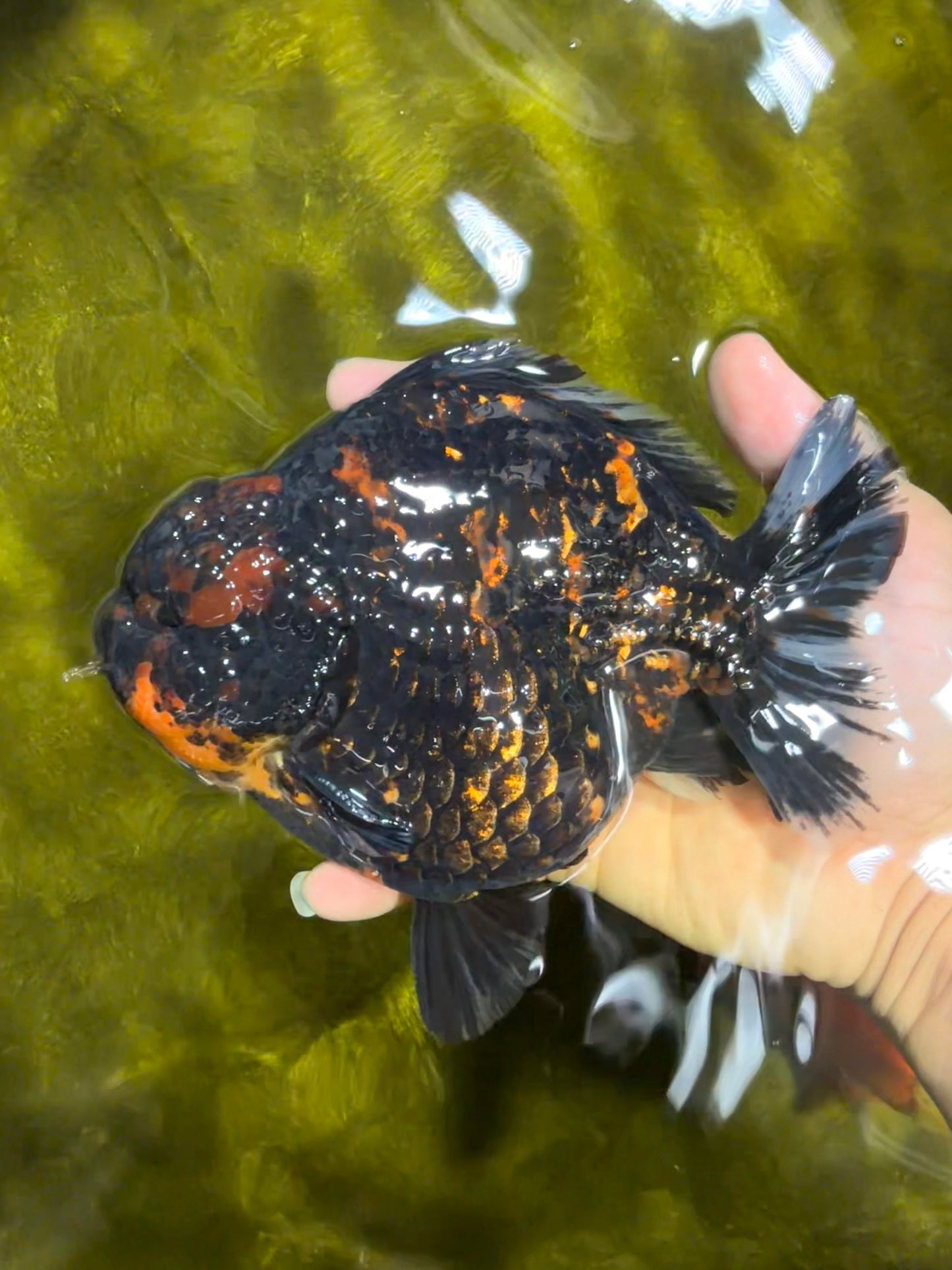 SUPER AAA Grade Godzilla Tiger Yuanbao Male 6 inches #022026YB_02